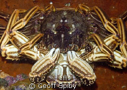 mating crabs. I will refrain from writing a disgusting ca... by Geoff Spiby 